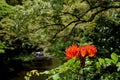 African Tulip Tree flower in Kauai Hawaii jungle background